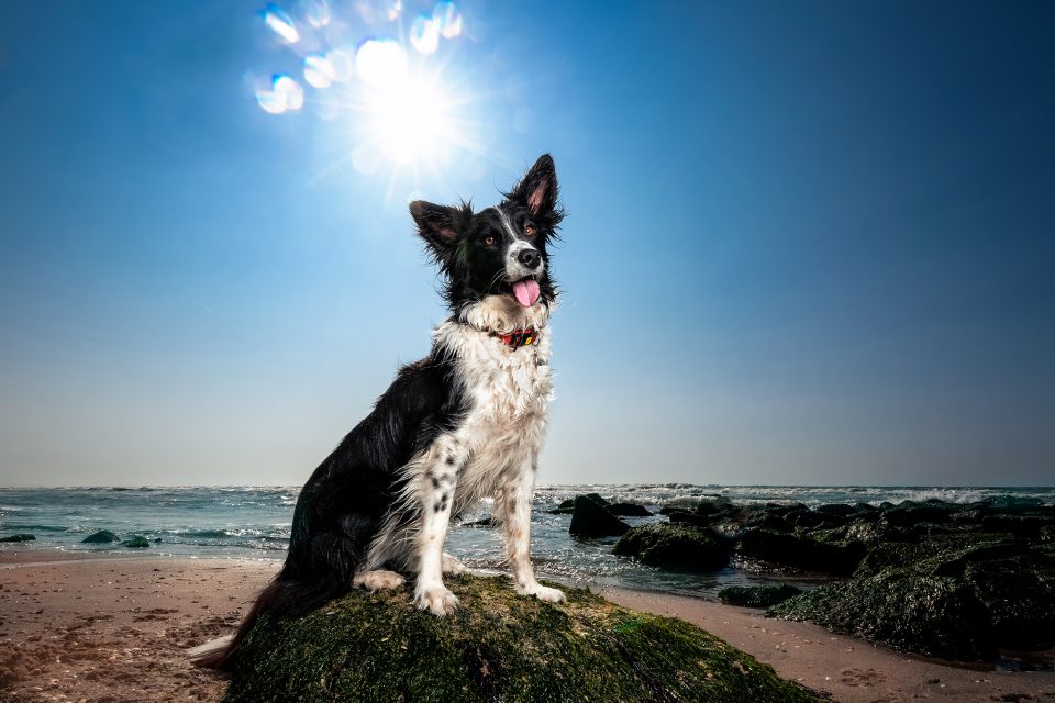 Honden Fotoshoot afbeelding