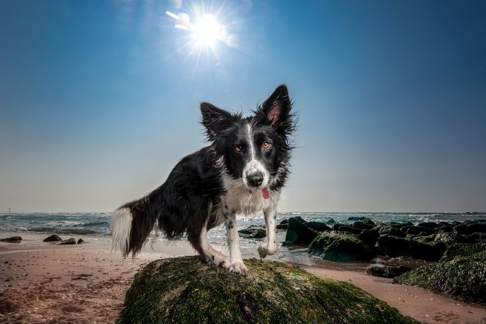 Honden Fotoshoot Den Haag afbeelding